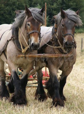 Trekpaarden, (Ansichtkaart, groot)