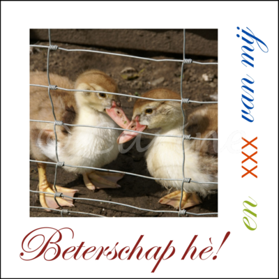 Kuikentjes, beterschap