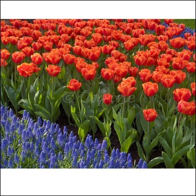 Tulpen en blauwe druifjes