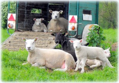 Schapenfamilie (Ansichtkaart)
