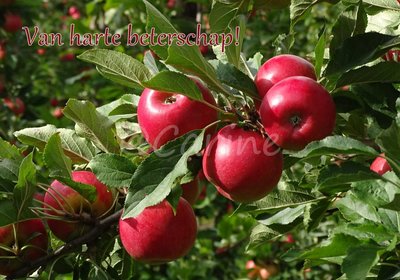 Appels, beterschap (Ansichtkaart)