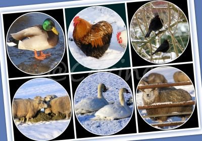 Dieren in de sneeuw (Ansichtkaart)