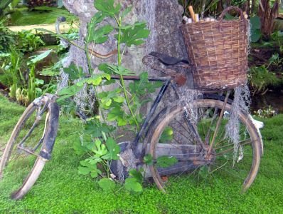 Overwoekerde fiets (Ansichtkaart)