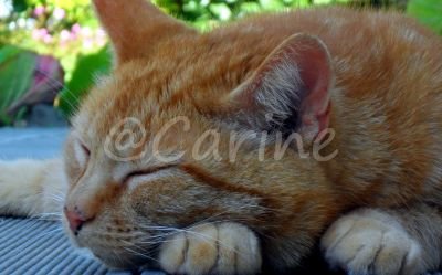 Poes 'Doerak' (Ansichtkaart)