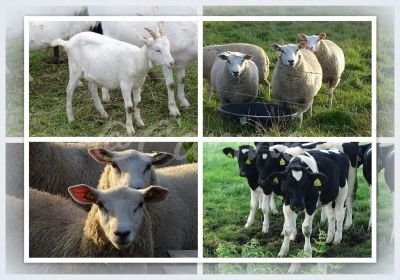 Boerderij-dieren (Ansichtkaart)