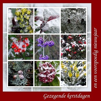 Besjes in sneeuw