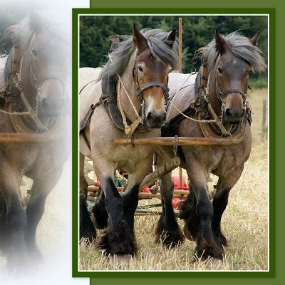 Trekpaarden op het land