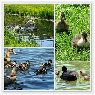 Gezinsuitbreiding Gezinsuitbreiding