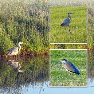 Reigers Reigers