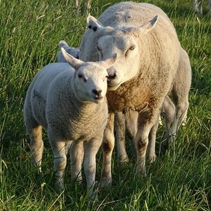 Ooi met lam Ooi met lam