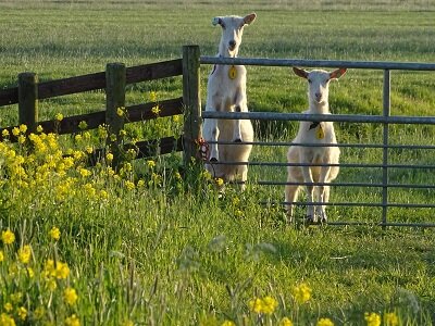 Geiten (Ansichtkaart) Geiten (Ansichtkaart)