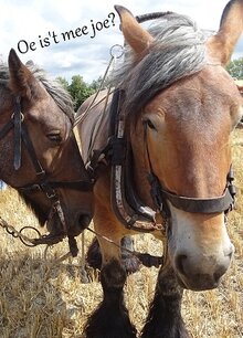 'Oe is 't' (Ansichtkaart) 'Oe is 't' (Ansichtkaart)