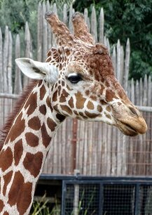 Giraffe (Ansichtkaart) Giraffe (Ansichtkaart)