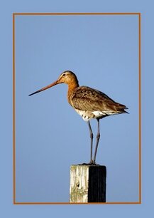 Grutto op paal (ansichtkaart) Grutto op paal (ansichtkaart)