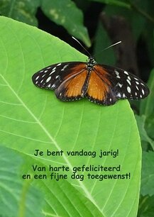 Felicitatie, vlindertuin Felicitatie, vlindertuin