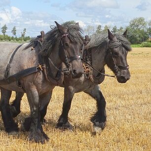 Ploegende paarden Ploegende paarden