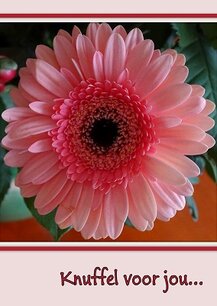 Knuffel voor jou (Ansichtkaart) Knuffel voor jou (Ansichtkaart)