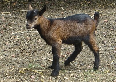 Geitje (Ansichtkaart) Geitje (Ansichtkaart)