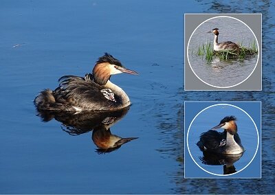 Fuut met jongen (Ansichtkaart) Fuut met jongen (Ansichtkaart)