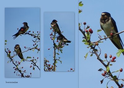 Boerenzwaluw (Ansichtkaart) Boerenzwaluw (Ansichtkaart)