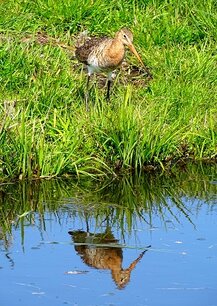 Grutto, waterkant (Ansichtkaart) Grutto, waterkant (Ansichtkaart)