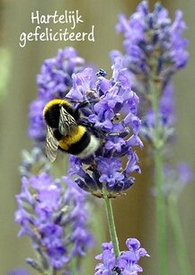 Hommel op lavendel (Ansichtkaart) Hommel op lavendel (Ansichtkaart)