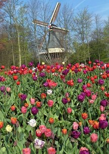 Keukenhof (Ansichtkaart)