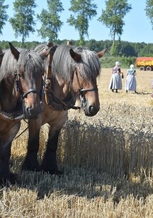 Boerinnen op het land Boerinnen op het land
