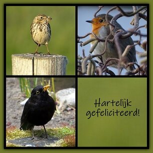 Felicitatie, vogels