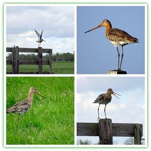 Grutto's, Donkse Laagten