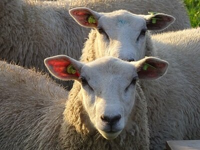 Schapen (Ansichtkaart)